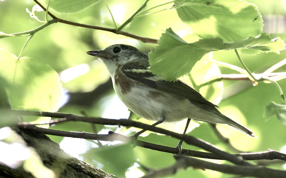 Bay-breasted Warbler - Anne Bielamowicz