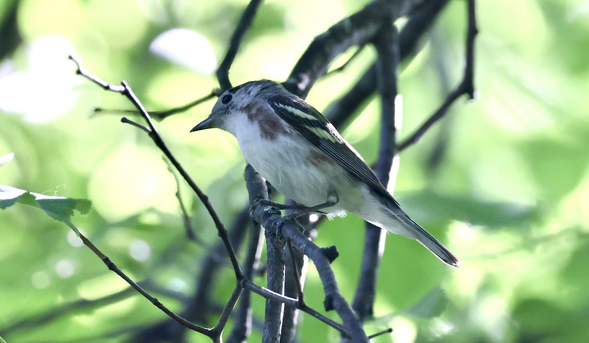 Bay-breasted Warbler - Anne Bielamowicz