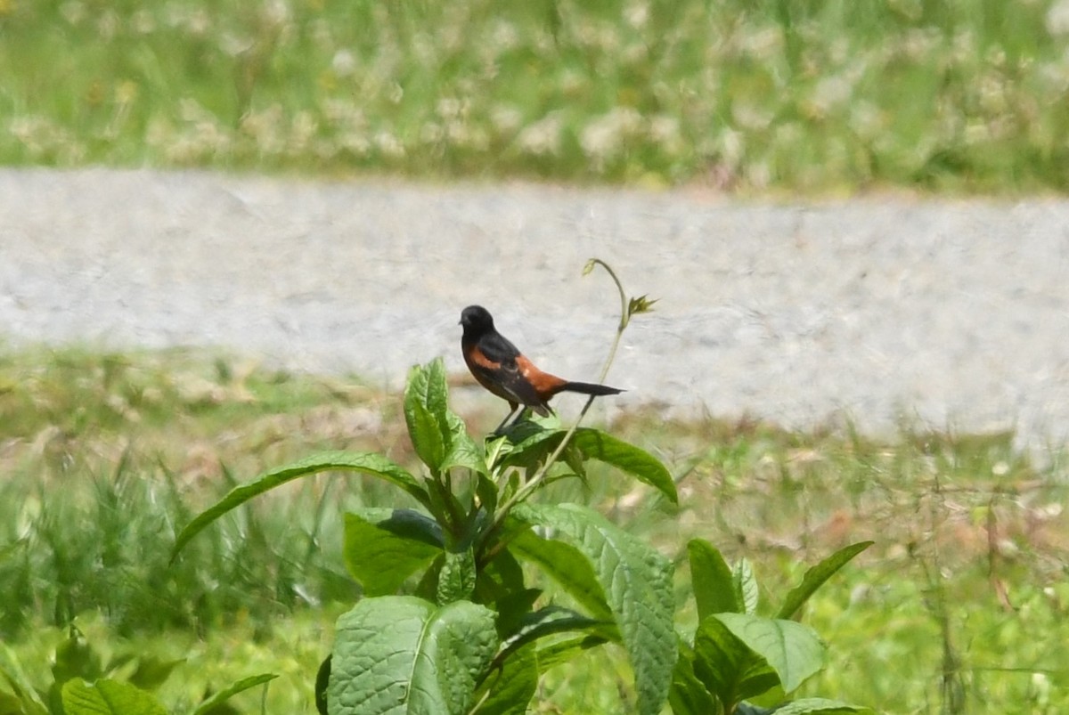 Orchard Oriole - Teresa Mawhinney