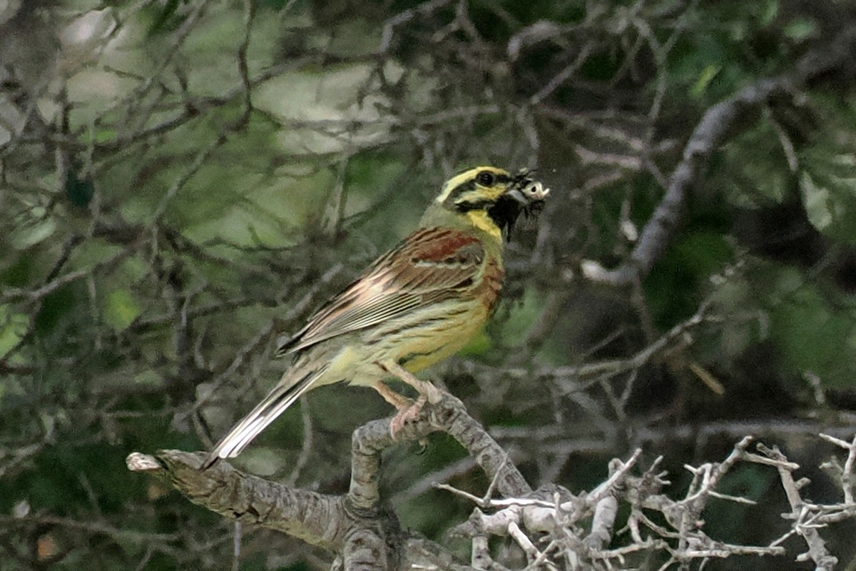 Cirl Bunting - Donna Pomeroy