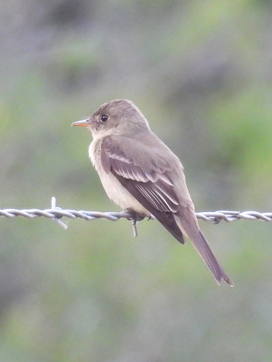 Eastern Wood-Pewee - Annelia Williams