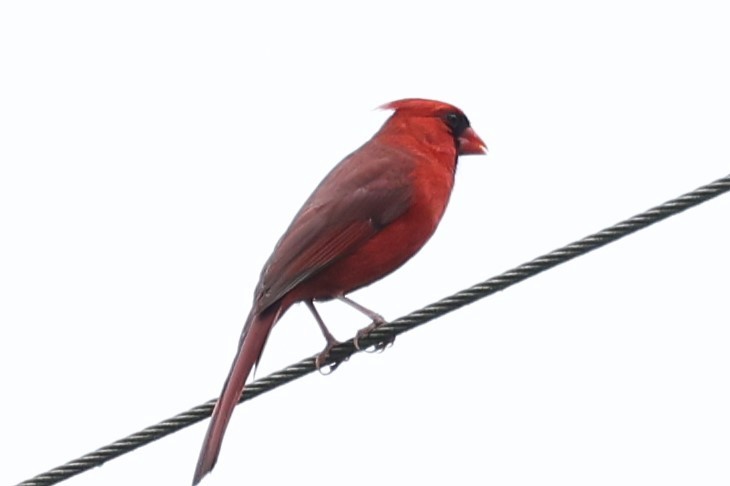 Northern Cardinal - Duane Yarbrough