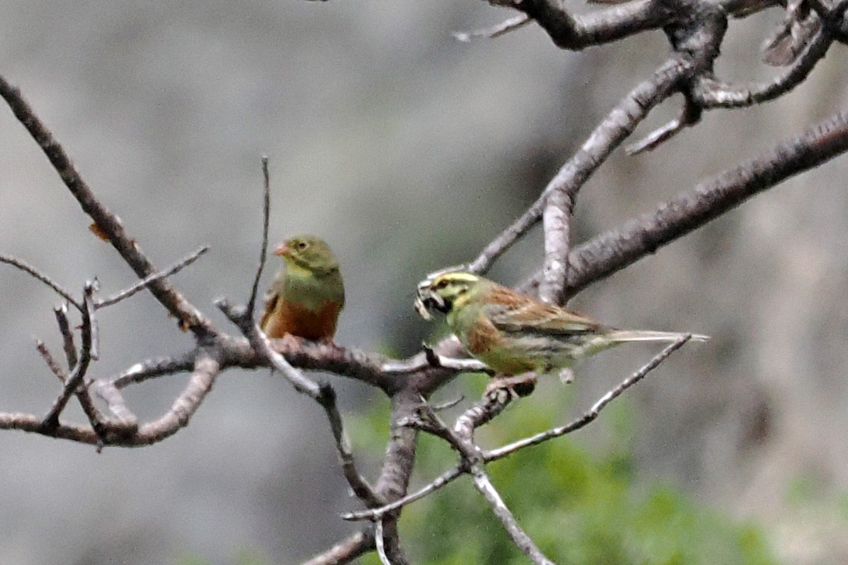 Ortolan Bunting - Donna Pomeroy