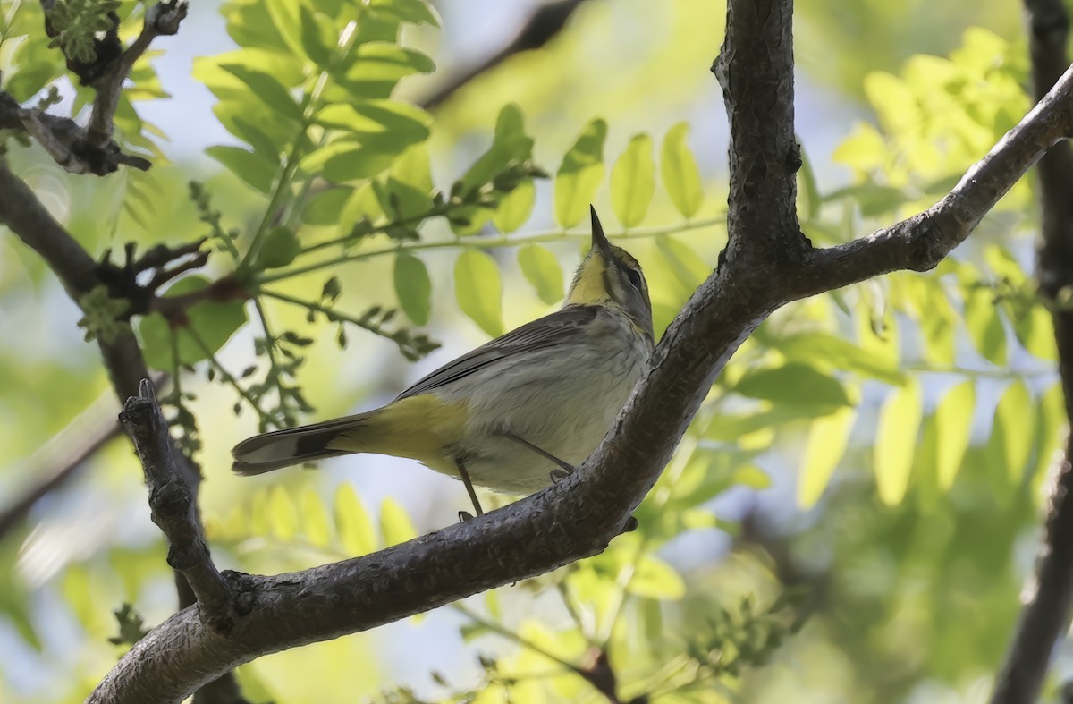 Palm Warbler - Anne Bielamowicz