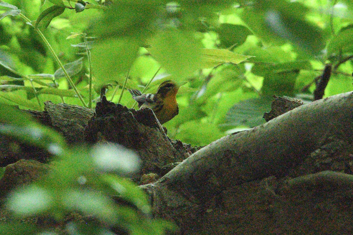 Blackburnian Warbler - Barry Blust