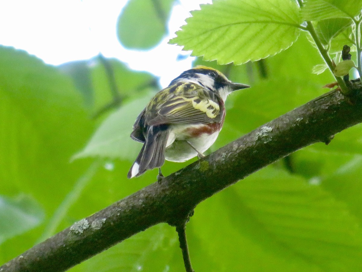 Chestnut-sided Warbler - Christine Cote