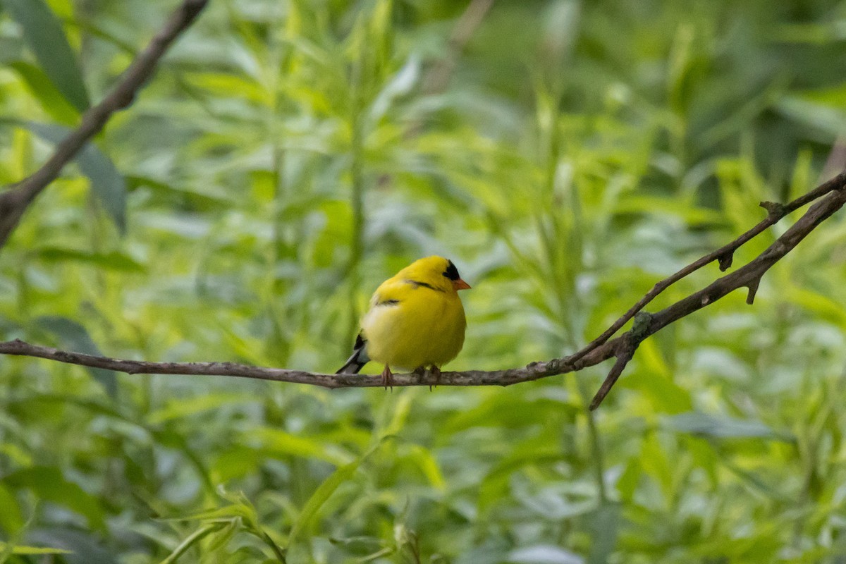 American Goldfinch - ML619495139