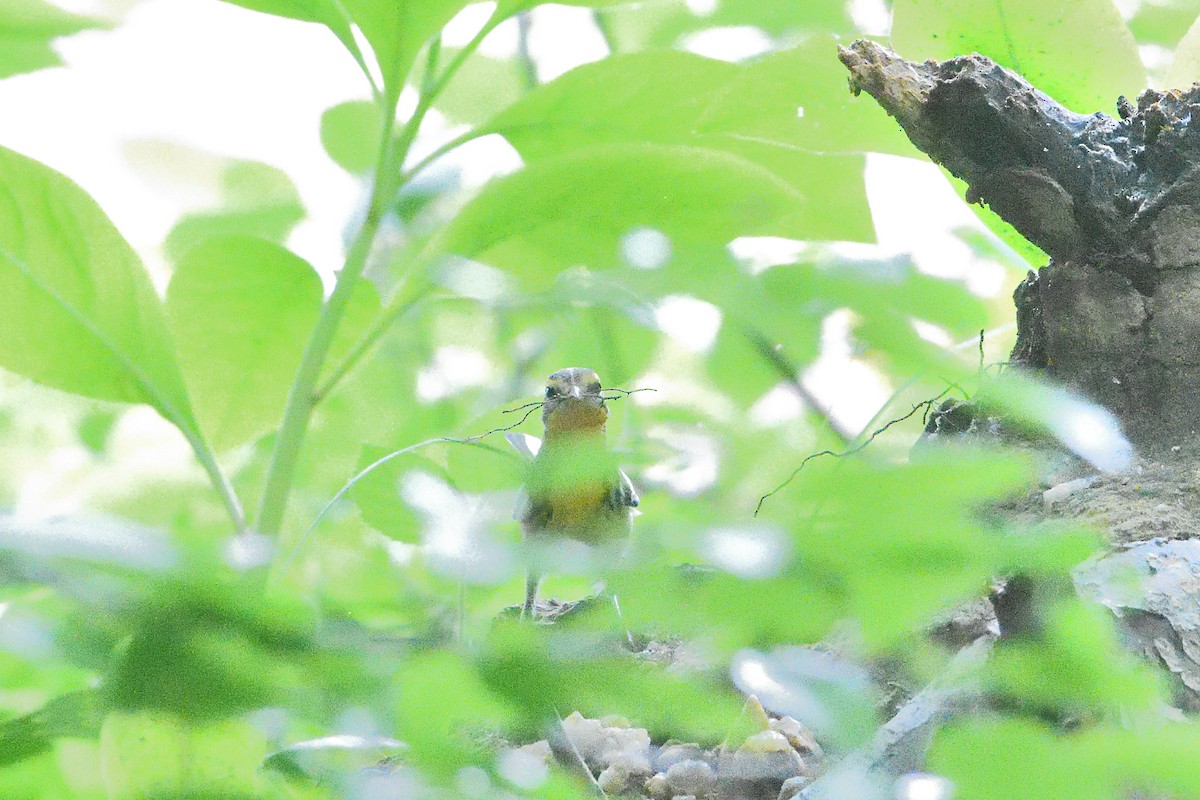 Blackburnian Warbler - Barry Blust