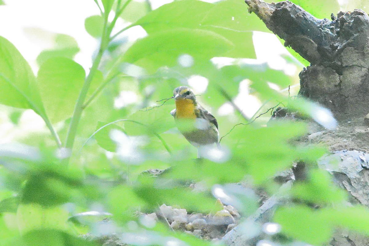 Blackburnian Warbler - Barry Blust