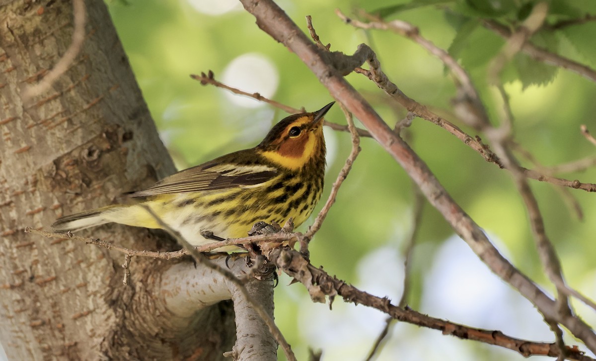 Cape May Warbler - Anne Bielamowicz