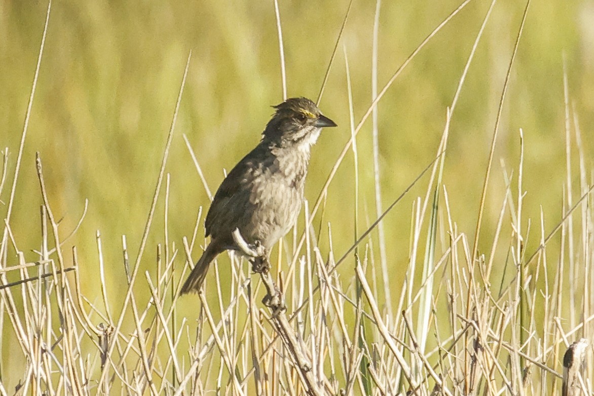 Seaside Sparrow - Pat Draisey