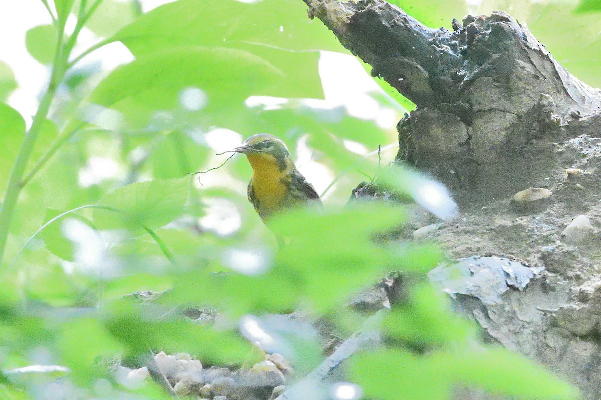 Blackburnian Warbler - Barry Blust