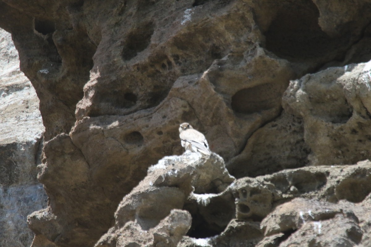 Prairie Falcon - alan mauer