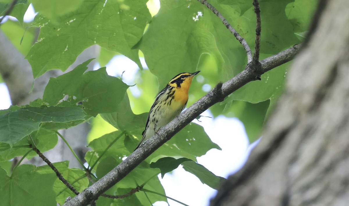 Blackburnian Warbler - Anne Bielamowicz