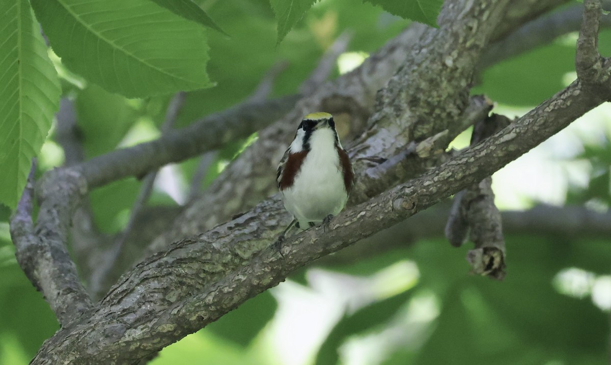 Chestnut-sided Warbler - Anne Bielamowicz