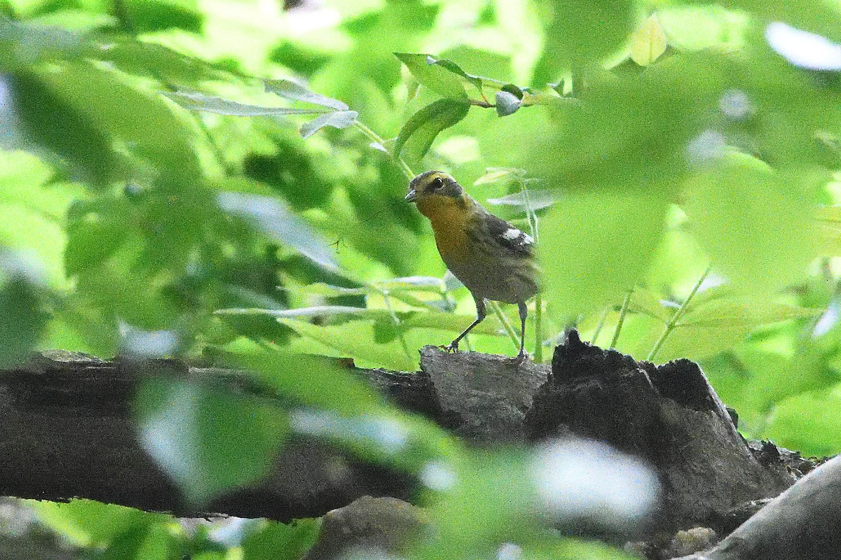 Blackburnian Warbler - Barry Blust