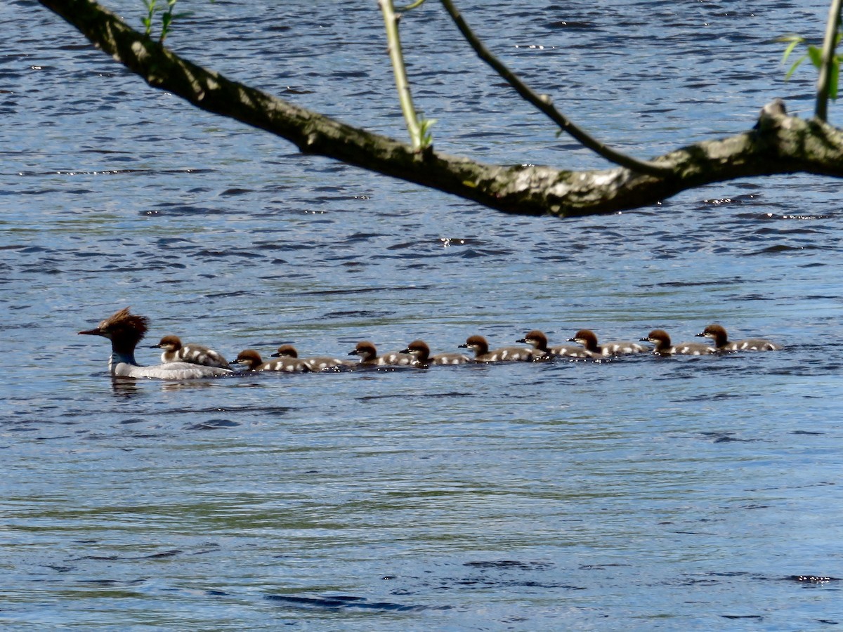 Common Merganser - Christine Cote