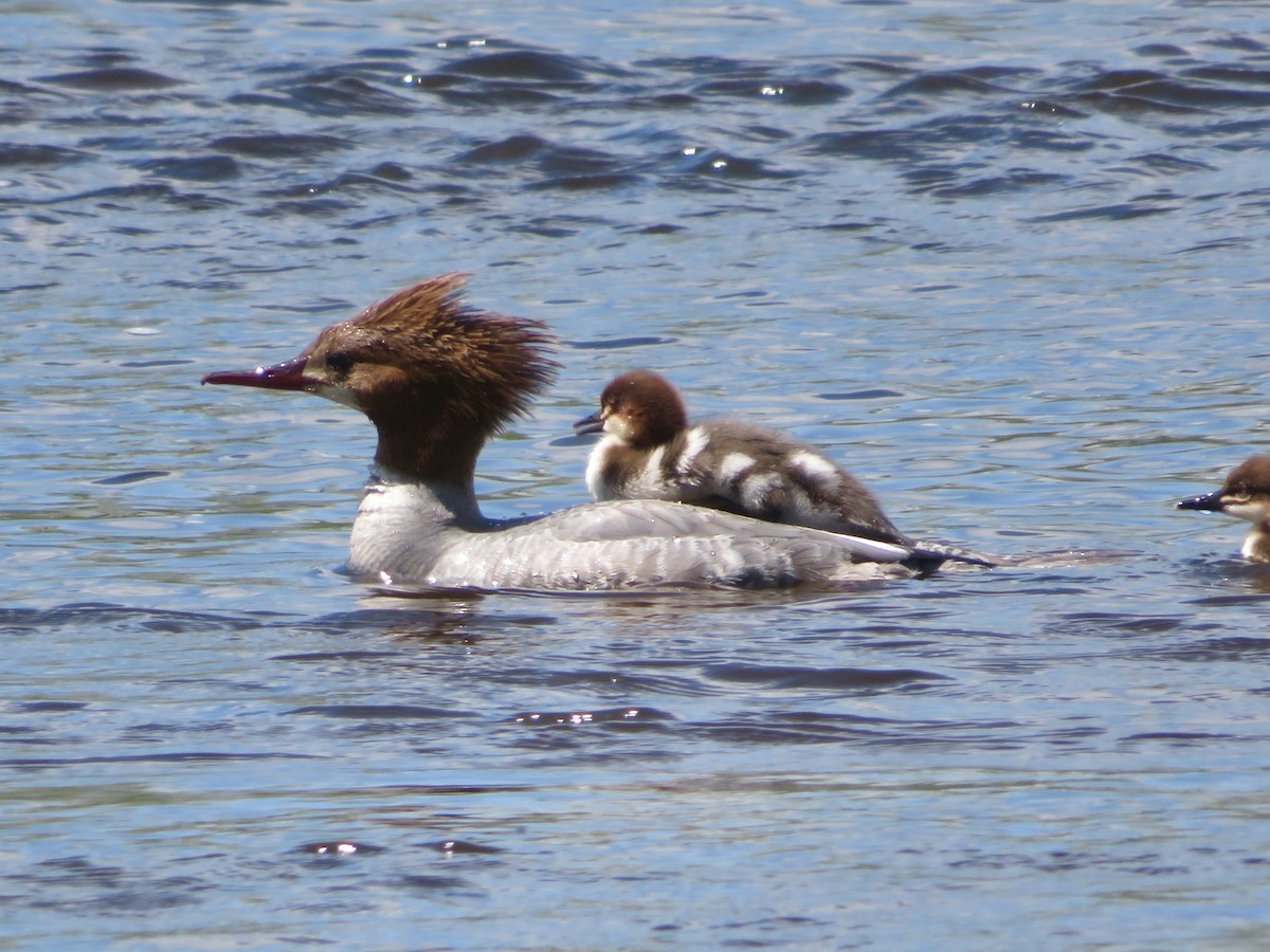 Common Merganser - Christine Cote