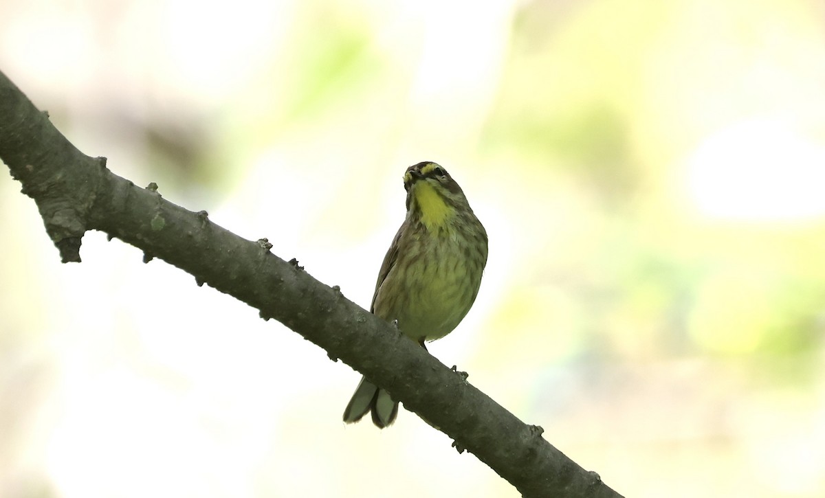 Palm Warbler - Anne Bielamowicz