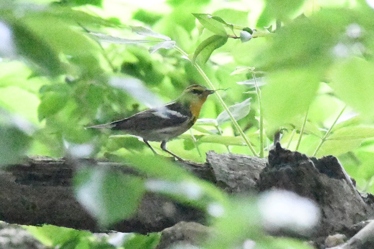 Blackburnian Warbler - Barry Blust