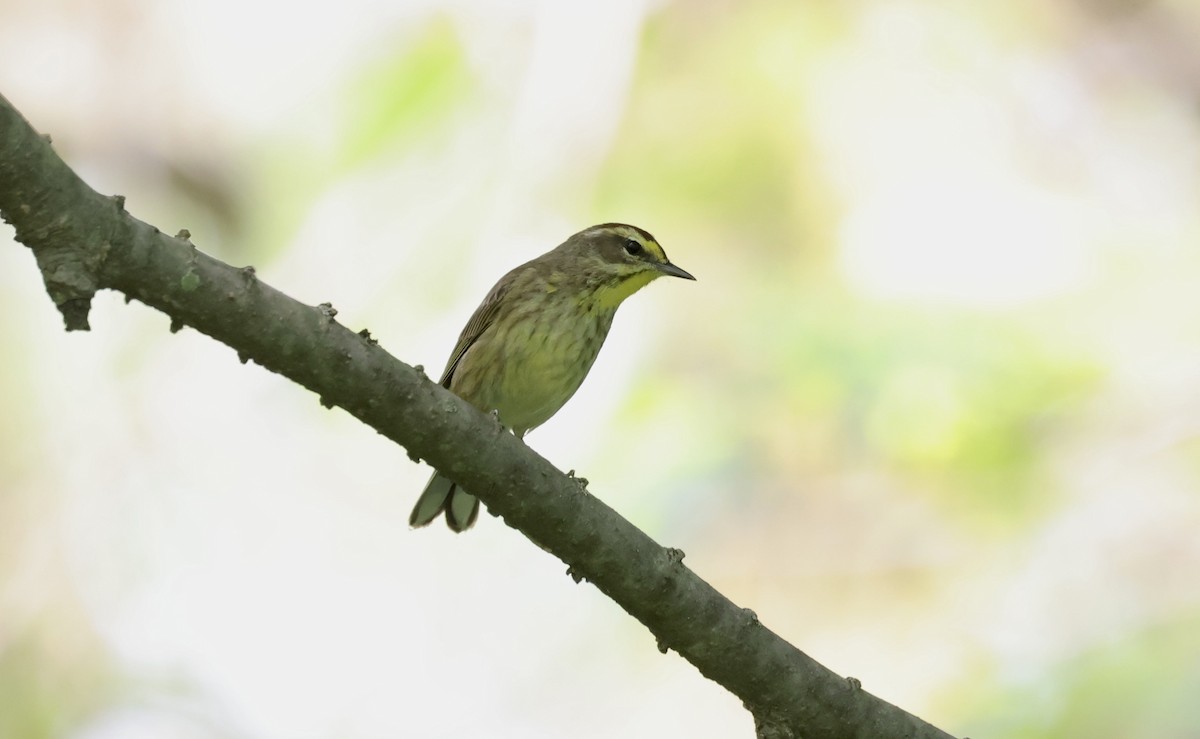 Palm Warbler - Anne Bielamowicz