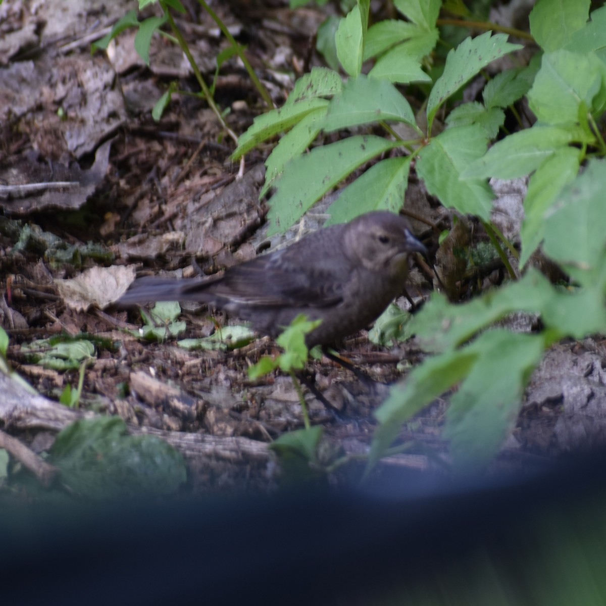 Brown-headed Cowbird - Jason Leduc