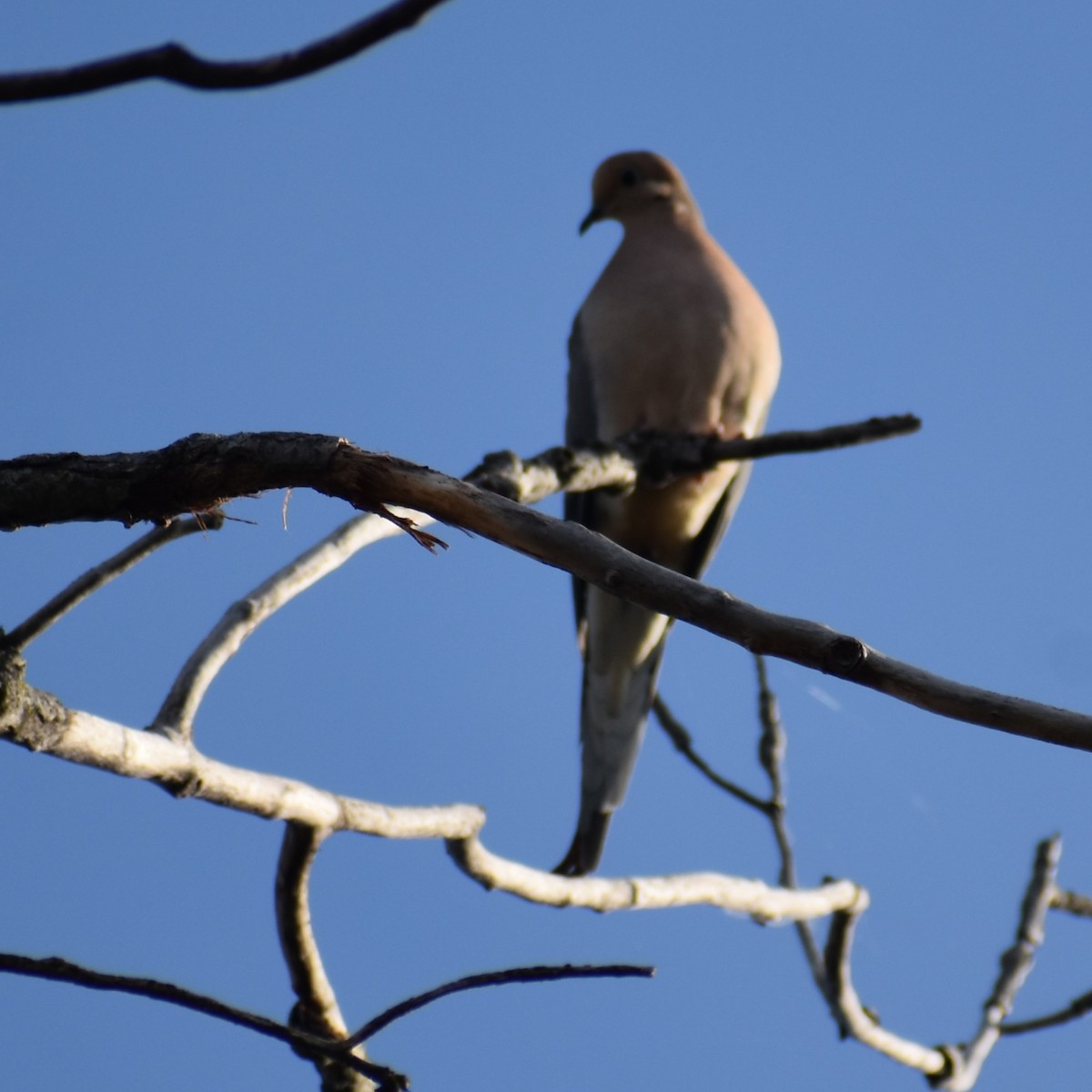 Mourning Dove - ML619495184