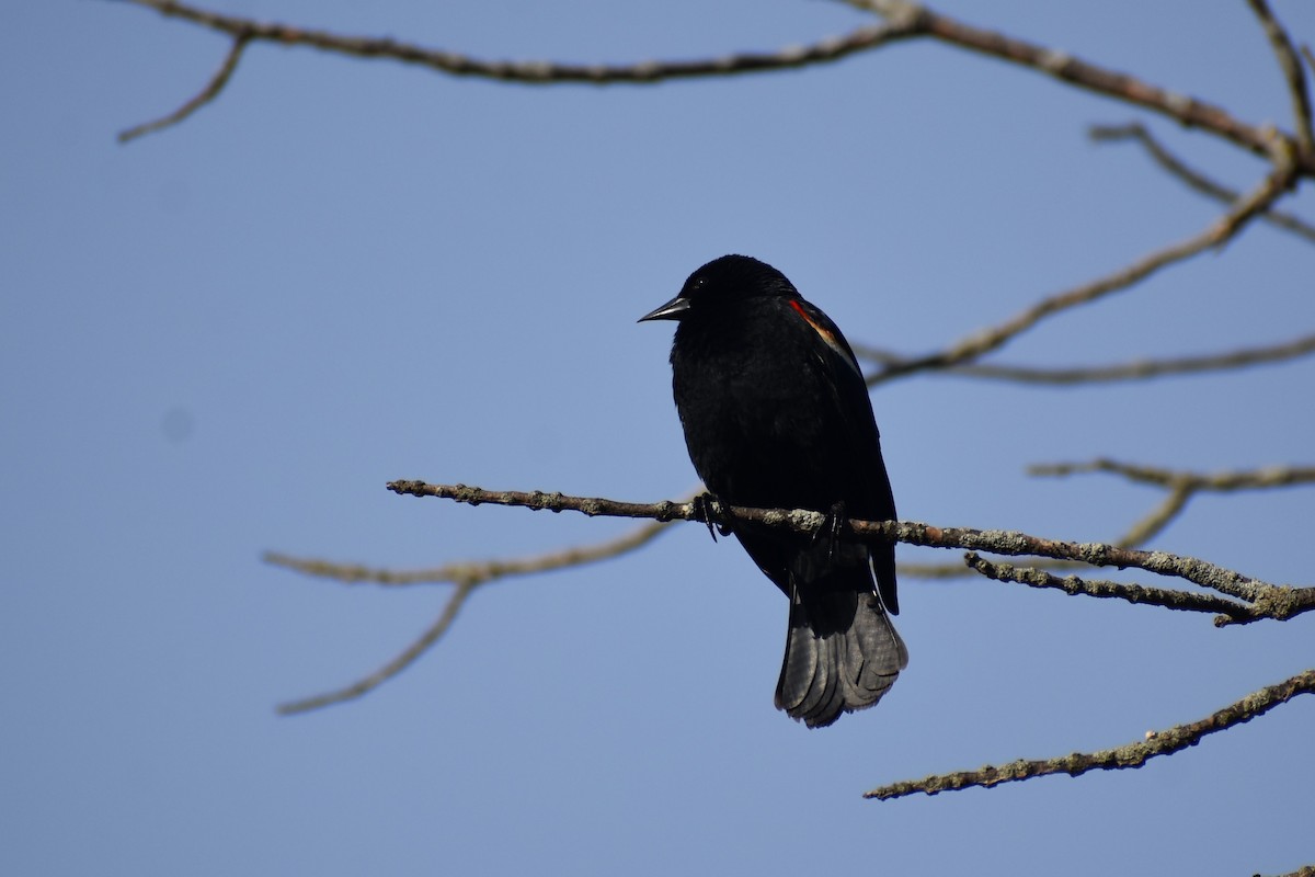 Red-winged Blackbird - Jason Leduc