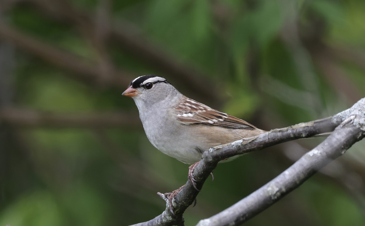 White-crowned Sparrow - Anne Bielamowicz