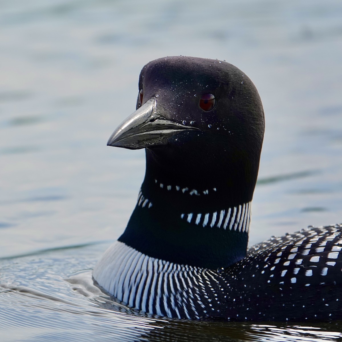 Common Loon - Luce Chamard