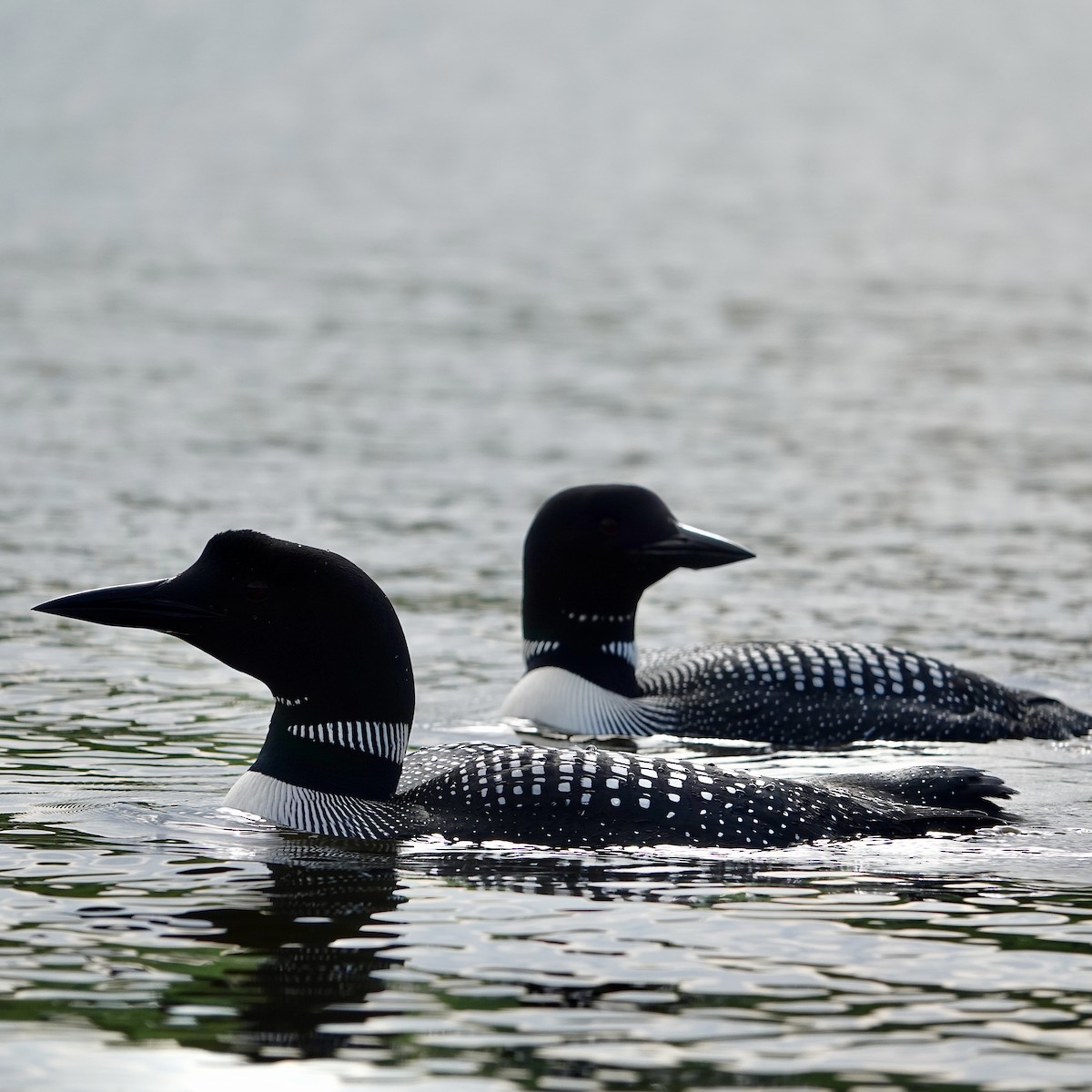 Common Loon - Luce Chamard