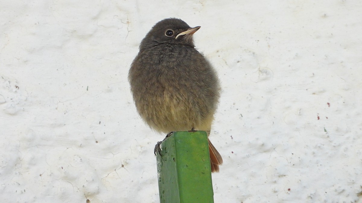 Black Redstart - Manuel García Ruiz