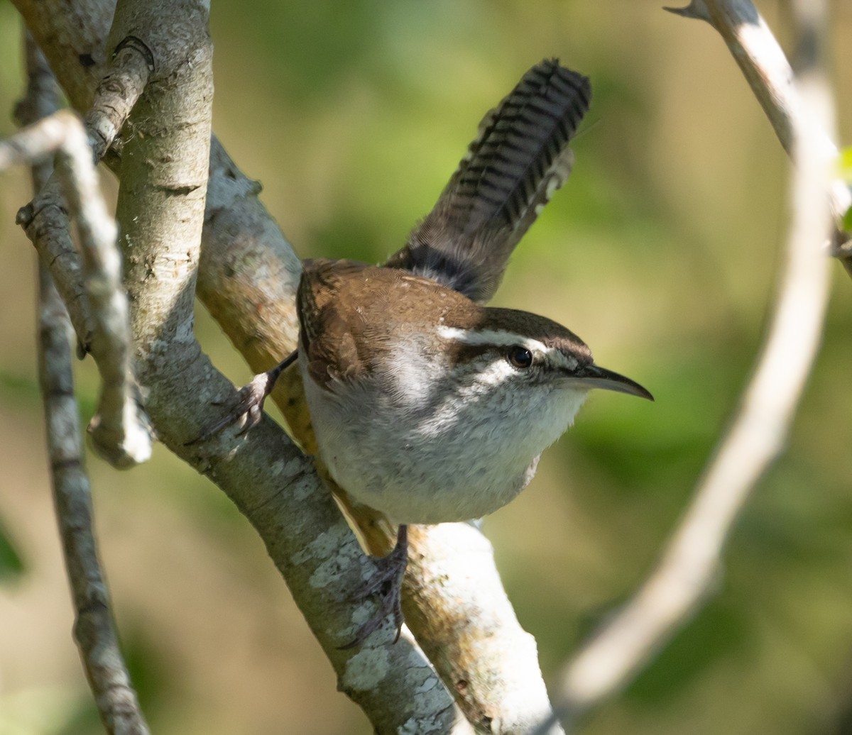 Bewick's Wren - Greg Schrader