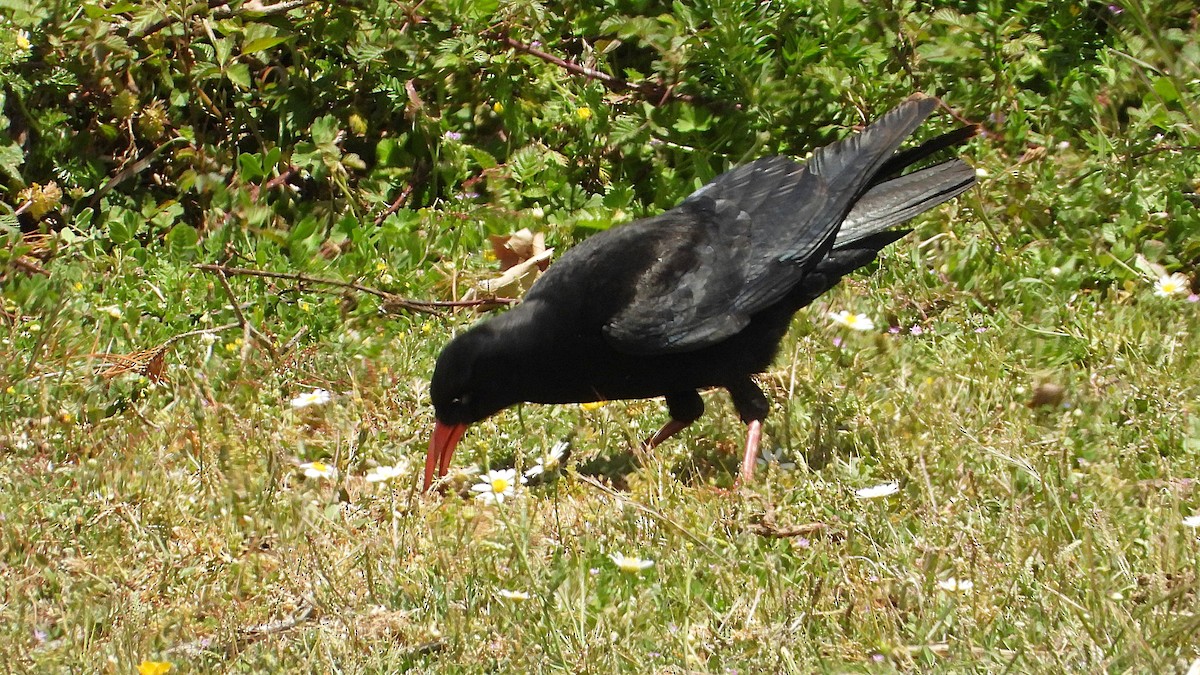 Red-billed Chough - Manuel García Ruiz