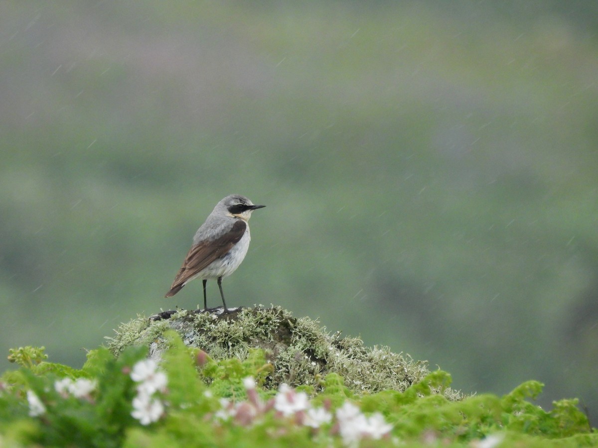 Northern Wheatear - Mark Smiles