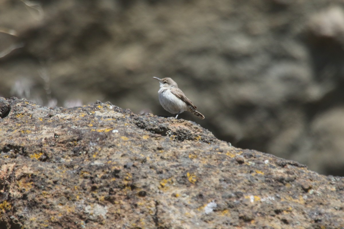 Rock Wren - alan mauer