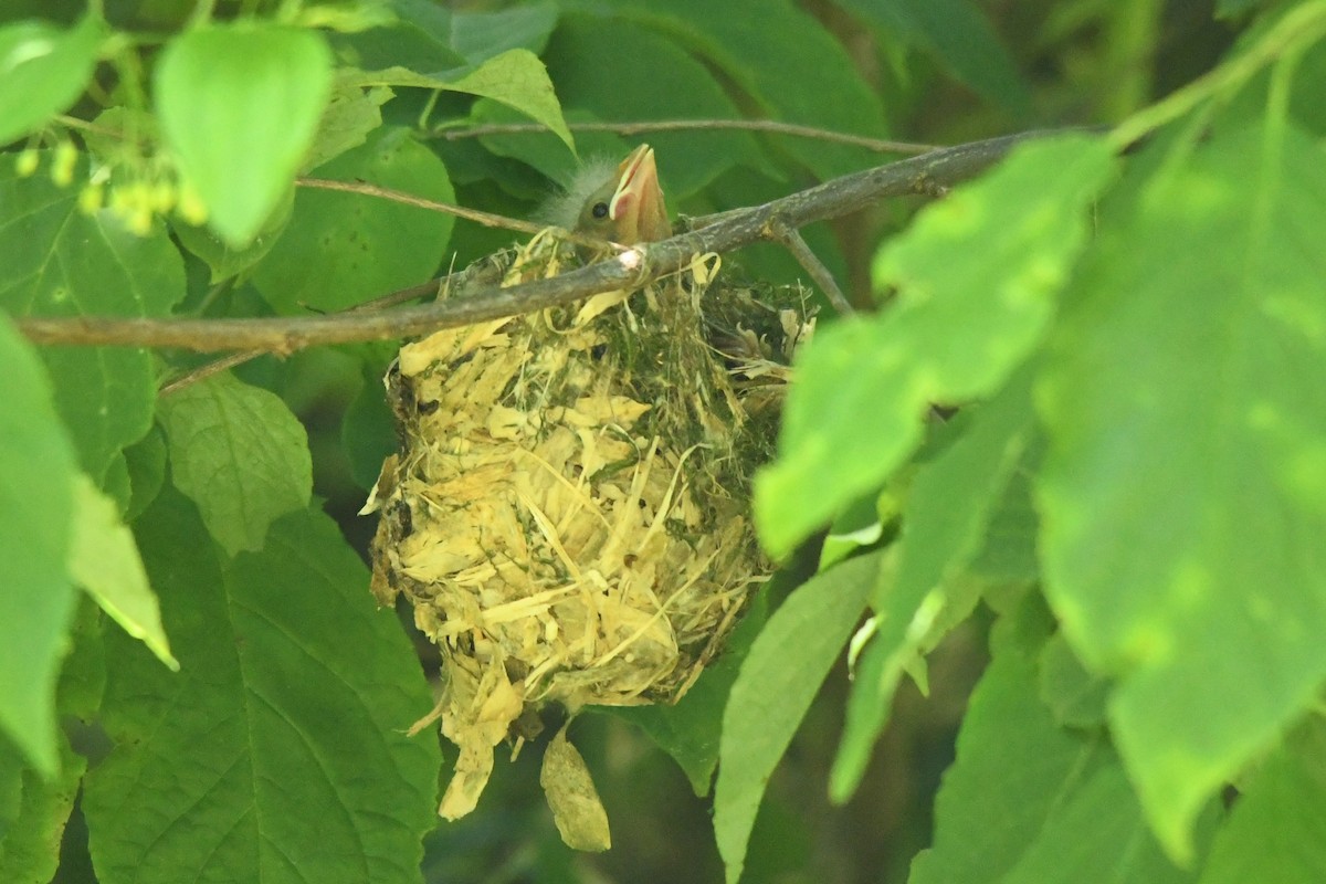 White-eyed Vireo - Teresa Mawhinney