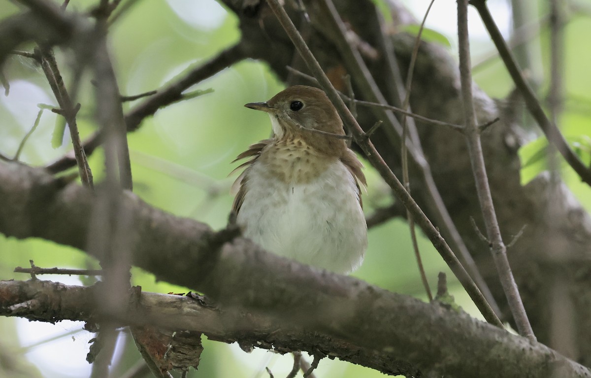 Gray-cheeked Thrush - Anne Bielamowicz