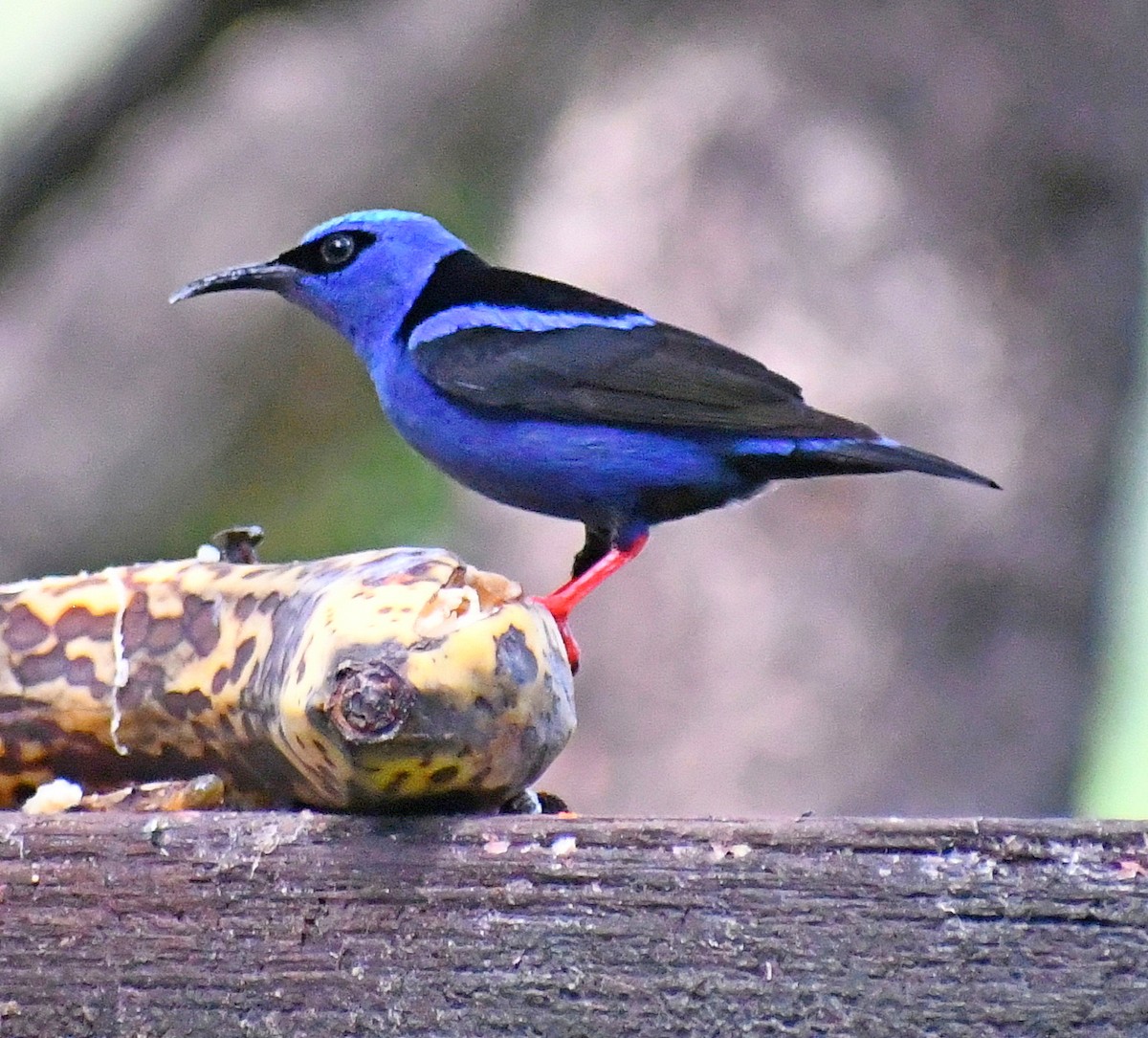 Red-legged Honeycreeper - Edward Clark