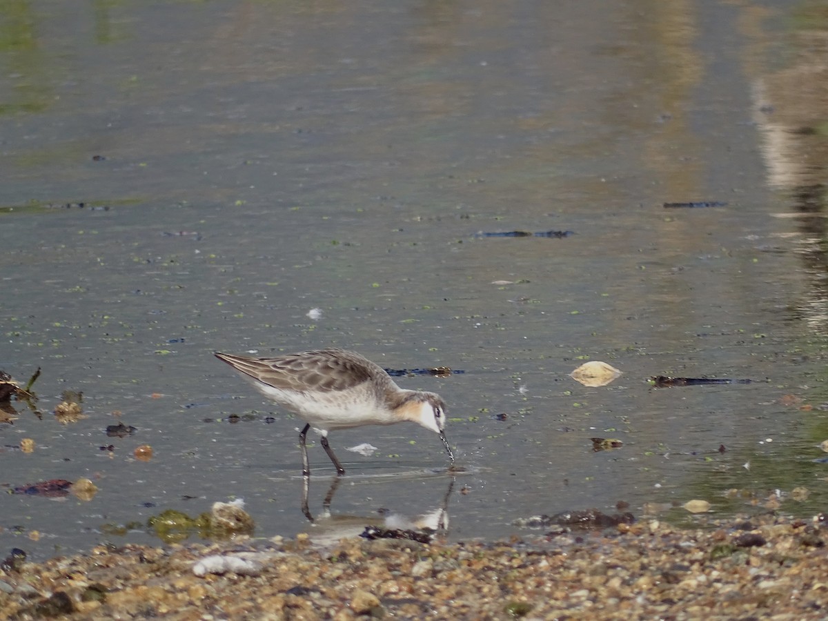 Wilson's Phalarope - Jim Walton