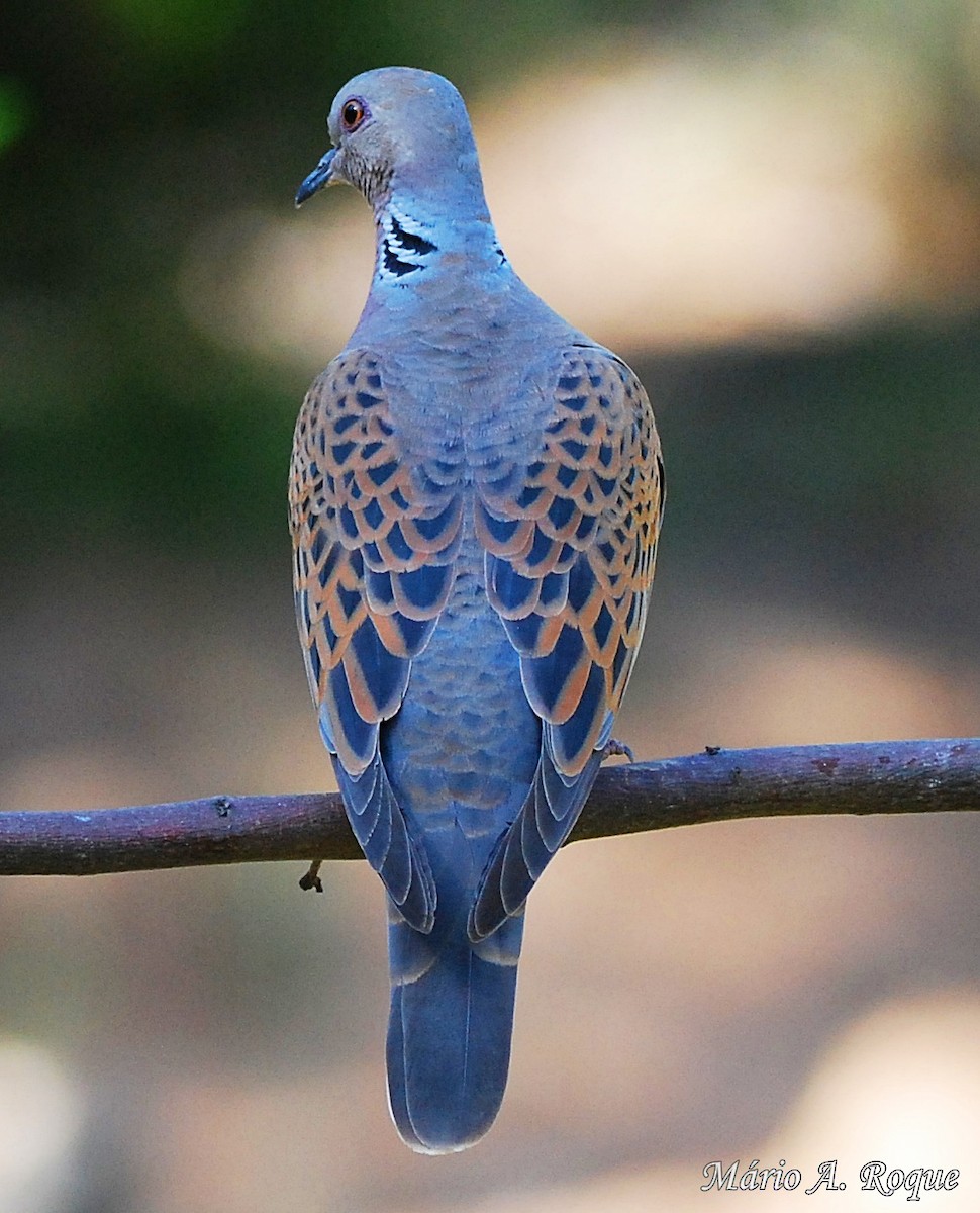 European Turtle-Dove - Mário Roque