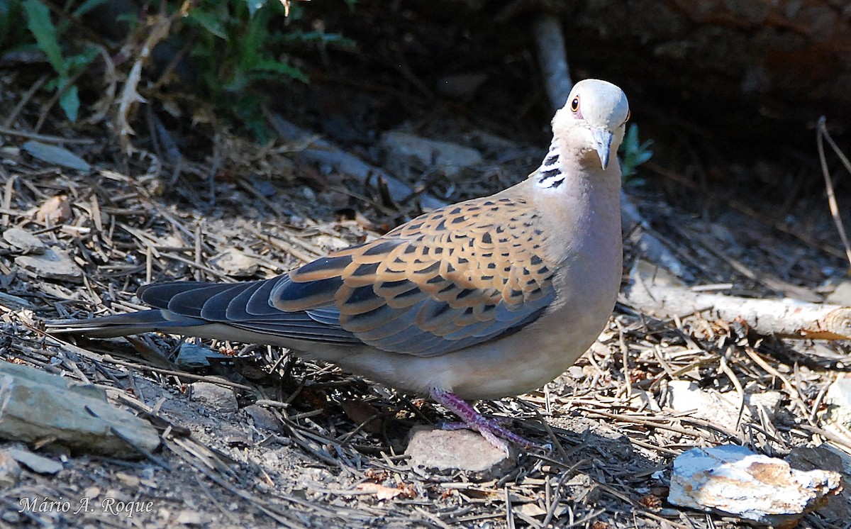 European Turtle-Dove - Mário Roque