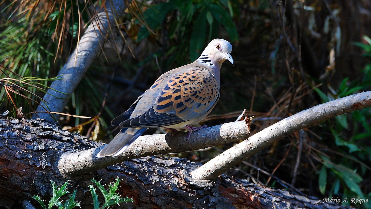 European Turtle-Dove - Mário Roque