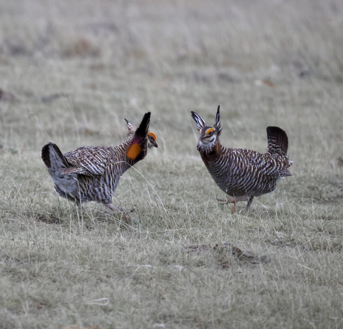 Greater Prairie-Chicken - Cheryl Rosenfeld