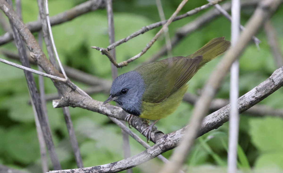 Mourning Warbler - Anne Bielamowicz