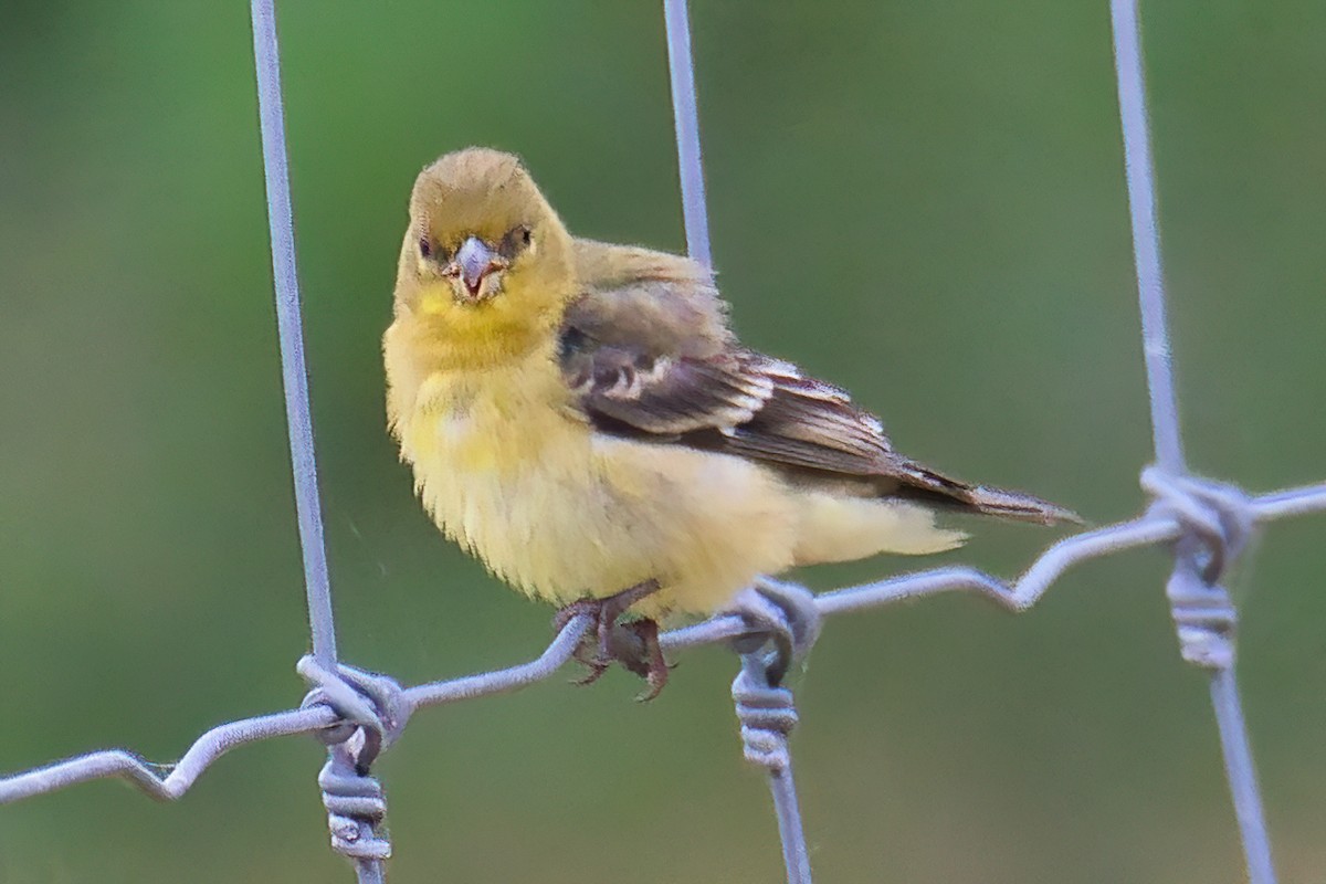 American Goldfinch - Annelia Williams