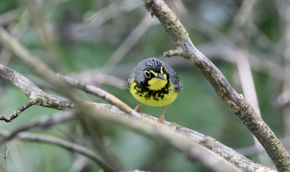 Canada Warbler - Anne Bielamowicz