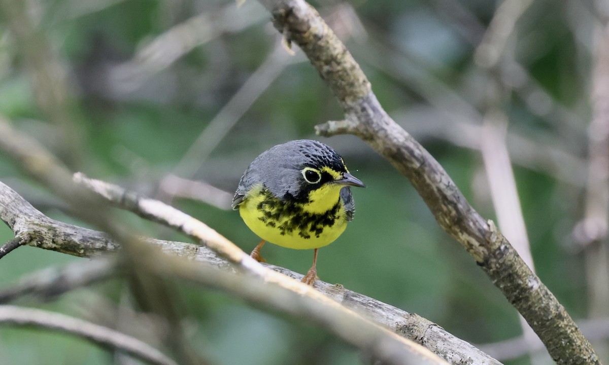 Canada Warbler - Anne Bielamowicz