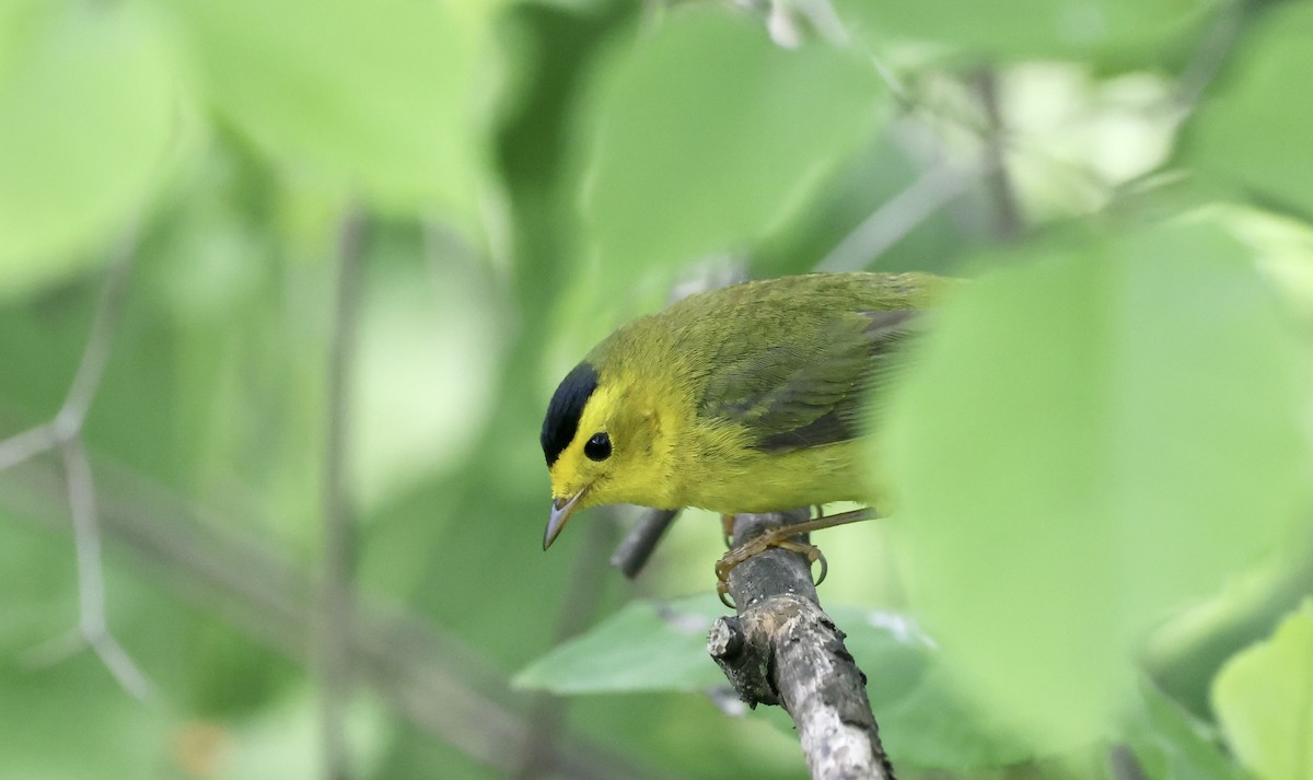 Wilson's Warbler - Anne Bielamowicz