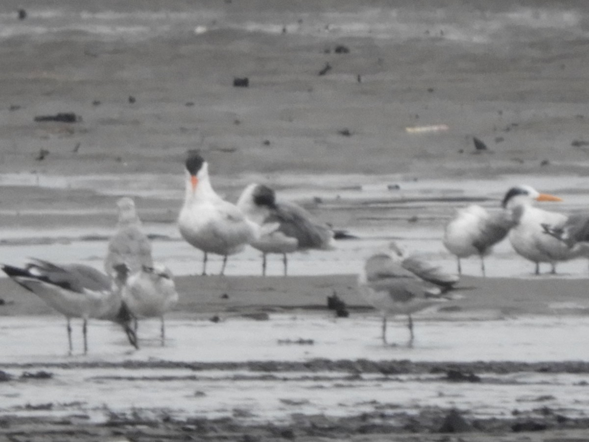 Laughing Gull - Manuel Murillo Alcedo